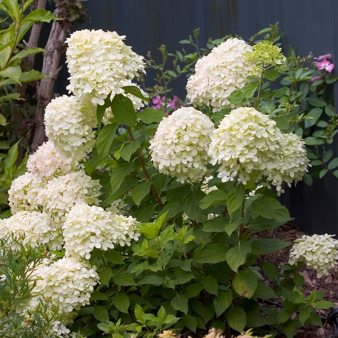 Phantom Hydrangea, Hydrangea Paniculata 'phantom' Large 1015 Size
