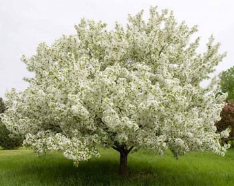 Himalayan Crabapple,  Malus baccata var. himalaica, Bonsai,  50+ seeds,  Fresh  Harvest FREE SHIPPING