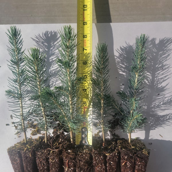 5 PACK, 5-10" Colorado Blue Spruce Transplant, Beautiful ornamental, Great Windbreak or Property Line Tree, Christmas Tree