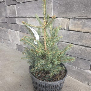 May include: A small evergreen tree in a black plastic pot. The tree has blue-green needles and a tag with text. The pot sits on a concrete surface in front of a gray stone wall. The tree is a young spruce.