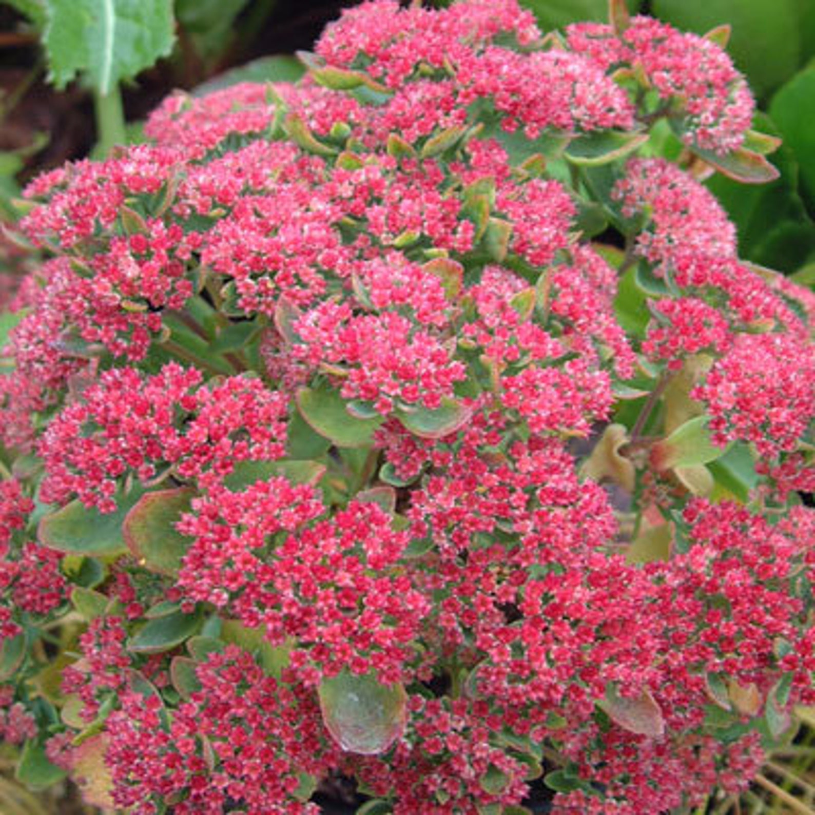 Set of 3 Munstead Red Stonecrop Sedum Telephium ‘MUNSTEAD | Etsy