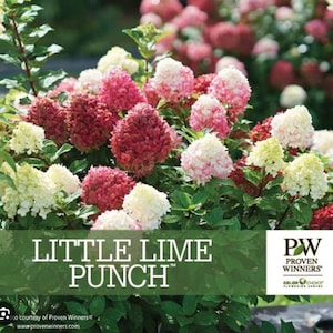 May include: A vibrant image of a 'Little Lime Punch' hydrangea bush. The flowers display a range of colors, from deep burgundy to soft pink and creamy white, set against lush green foliage. The image includes the text 'Little Lime Punch' and the Proven Winners logo.