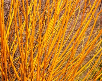 Set of 5 Yellow Flame Willow Plugs 5-8" Highly Ornamnetal, Winter Interest.