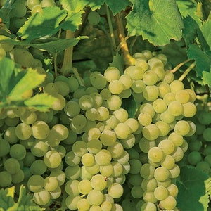 Elvira Grape Plant,   Great for wine, fresh eating & juice,  Very cold hardy,