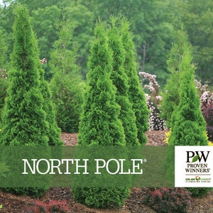 May include: A collection of vibrant green North Pole arborvitae trees. The image showcases several conical-shaped evergreen shrubs, with lush foliage. The text "NORTH POLE" is displayed across the bottom, with the "Proven Winners" logo on the right.