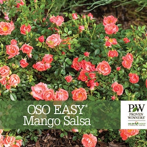 May include: A vibrant bush of Oso Easy Mango Salsa roses, showcasing clusters of coral-pink blooms amidst lush green foliage. The image features the text "OSO EASY Mango Salsa" and the Proven Winners logo.