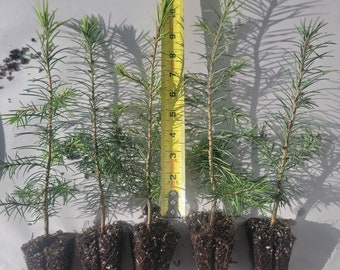 Set of 5, 6-10"  Douglas Fir Transplant.  Fast Growing Evergreen, Beautiful Ornamental, Great Roots,  Windbreak or Property line  tree