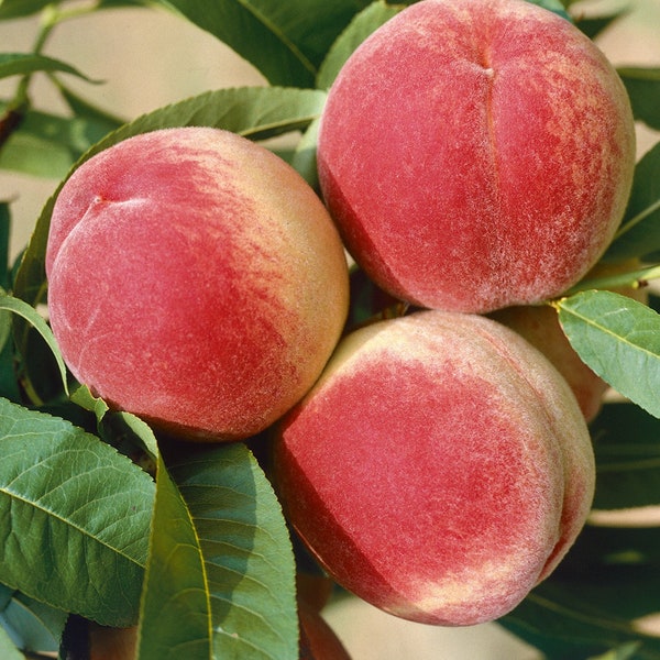 2 PACK  Red Haven  Peach  5 FT, Semi Dwarf Size,