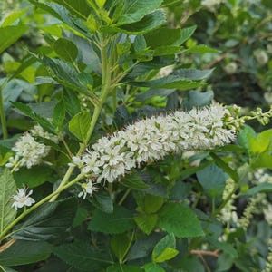 May include: Close-up of a plant with vibrant green leaves and a long, white, flower spike. The flowers are small and clustered, with delicate petals and a hint of orange. The plant is in focus, with a blurred background of more green foliage.