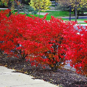 May include: A row of red-leaved bushes with green grass and a sidewalk in the foreground.
