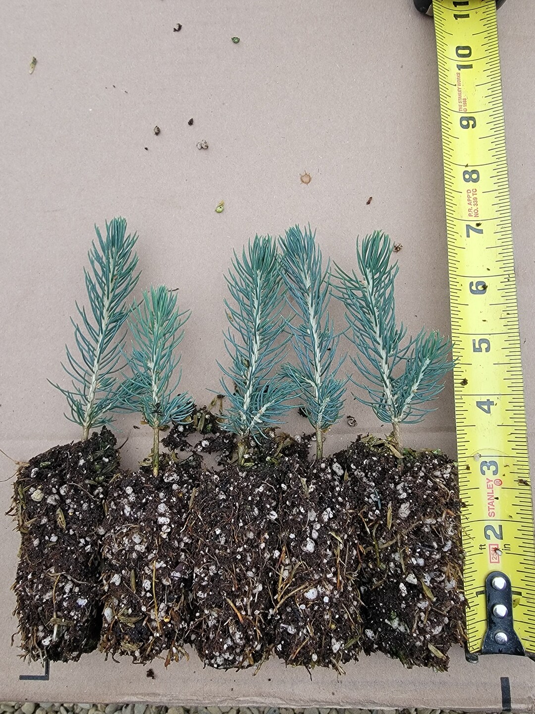 5 PACK of 35 Plugs, Colorado Blue Spruce Seedlings, Beautiful