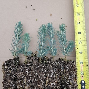 5 PACK  of  3-5" Plugs, Colorado Blue Spruce seedlings, Beautiful ornamental, Great Windbreak or Property Line Tree, Christmas Tree