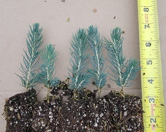 5 PACK  of  3-5" Plugs, Colorado Blue Spruce seedlings, Beautiful ornamental, Great Windbreak or Property Line Tree, Christmas Tree