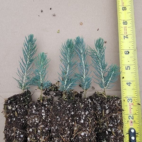 5 PACK  of  3-5" Plugs, Colorado Blue Spruce seedlings, Beautiful ornamental, Great Windbreak or Property Line Tree, Christmas Tree