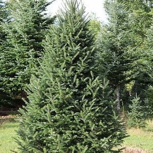5 PACK  Free Shipping 6-12" Fraser Fir, Beautiful ornamental Fir with blue green color. Very Fragrant