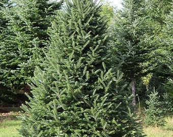 5 PACK  Free Shipping 6-12" Fraser Fir, Beautiful ornamental Fir with blue green color. Very Fragrant