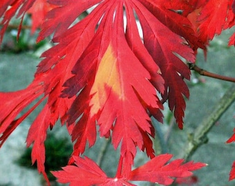 Full Moon Japanese Maple  50+ seeds,  Beautiful Color,  Fresh Picked, FREE SHIPPING