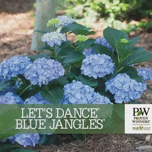 May include: A close-up of a blue hydrangea bush with the text "Let's Dance Blue Jangles" and the logo "PW Proven Winners" with the tagline "ColorChoice Flowering Shrubs".