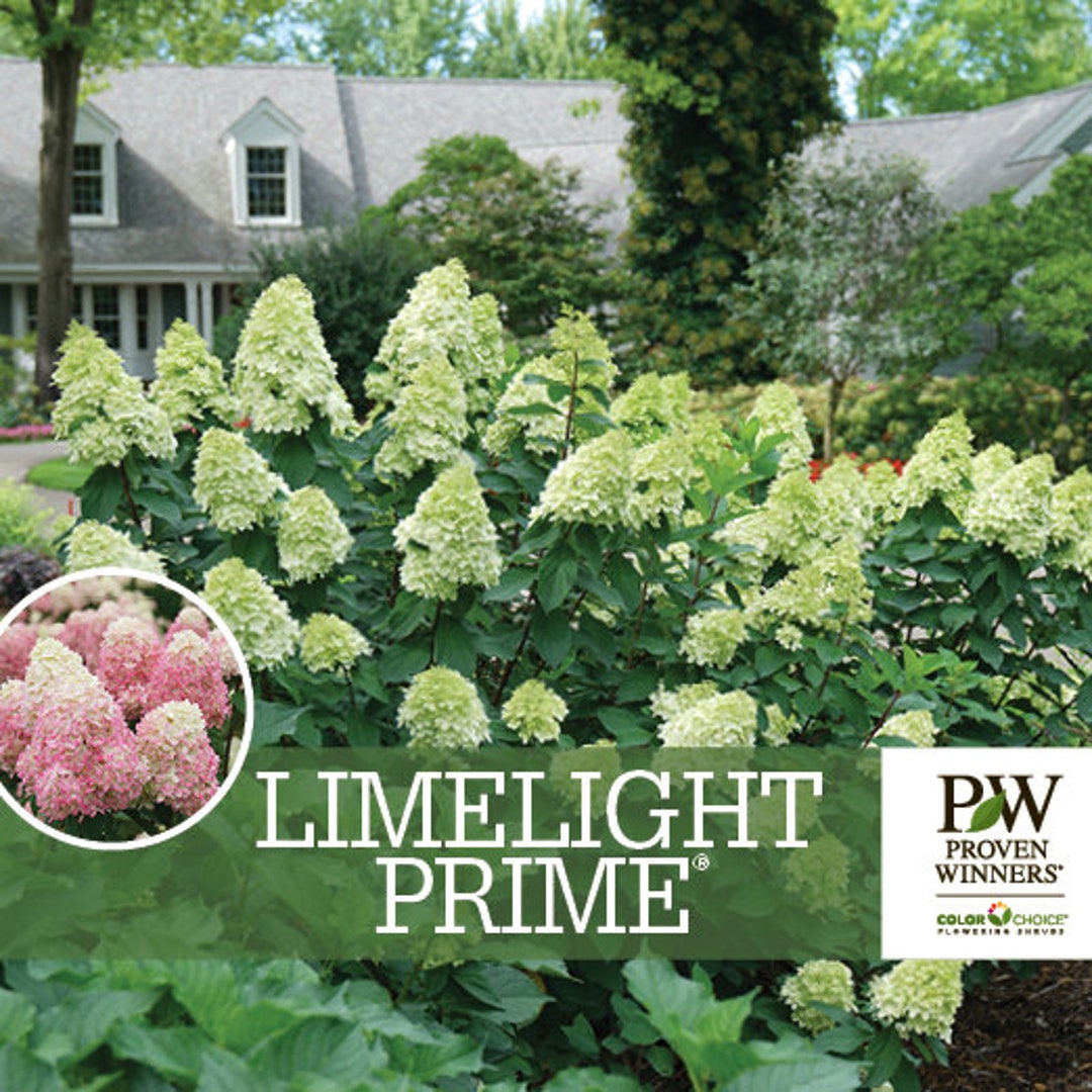 LIMELIGHT PRIME® Proven Winners Colorchoice Flowering Shrubs Panicle ...