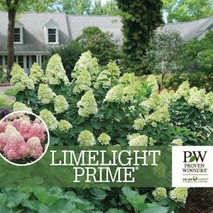 Puede incluir: Un arbusto de hortensia Limelight Prime con grandes racimos de flores blancas. El arbusto está en un jardín con una casa en el fondo. El texto "Limelight Prime" y "Proven Winners" es visible en la imagen.