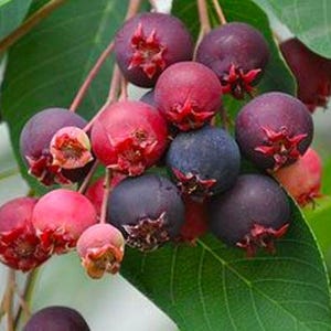 May include: Close-up of a cluster of berries in varying shades of red, pink, and deep purple. The berries have a star-shaped calyx and are attached to thin stems with green leaves in the background. The berries appear ripe and juicy.