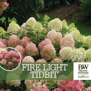 May include: A close-up of a vibrant hydrangea bush with large, cone-shaped flower clusters in shades of pink, white, and green. The text "FIRE LIGHT TIDBIT" is displayed on a green banner. The image also includes a smaller circular inset of the flowers.
