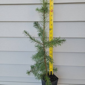 10-12"  Douglas Fir Transplant.  Fast Growing Evergreen, Beautiful Ornamental, Great Roots,  Windbreak or Property line  tree