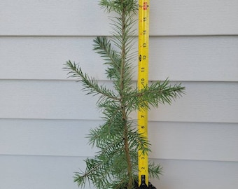 10-12"  Douglas Fir Transplant.  Fast Growing Evergreen, Beautiful Ornamental, Great Roots,  Windbreak or Property line  tree