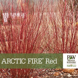 May include: A close-up of a red twig dogwood bush with the text "ARCTIC FIRE Red" and a logo for Proven Winners. The bush has bright red stems and is a popular choice for winter interest in gardens.