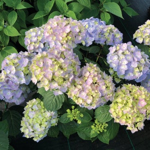 May include: Close-up of several hydrangea flower clusters in shades of lavender, pink, and pale green. The flowers are surrounded by lush green leaves, creating a vibrant and natural scene. The image showcases the beauty of these popular garden blooms.