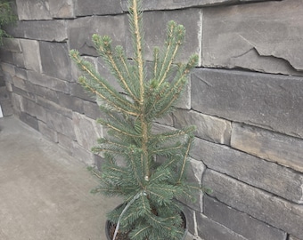 Chamaecyparis Nootkatensis 'sparkling Arrow' Variegated Weeping Alaskan  Cedar- 6-12" Height- #1 Container Size - Etsy