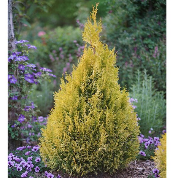 Set of 5 FLUFFY Arborvitae, Proven Winners Color Choice Flowering Shrubs 10-12" size