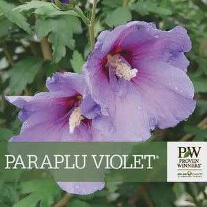 May include: Two violet hibiscus flowers with dark red centers and white stamens, featuring water droplets on the petals. The text PARAPLU VIOLET and the Proven Winners logo are displayed in the lower section against a green background.
