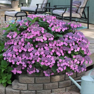 May include: A large bush of pink hydrangeas in bloom, planted in front of a brick wall. The hydrangeas are in full bloom, with many pink flowers.