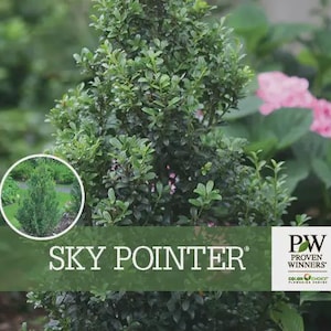 May include: A close-up of a Sky Pointer shrub with dense, green foliage. The image includes a circular inset showing the plant in a garden setting. The text "SKY POINTER" is displayed across the bottom, with the Proven Winners logo.