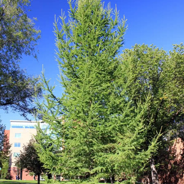 Japanese Larch seeds, Larix leptolepis,  Bonsai,  50+ seeds,  Fresh  Harvest FREE SHIPPING