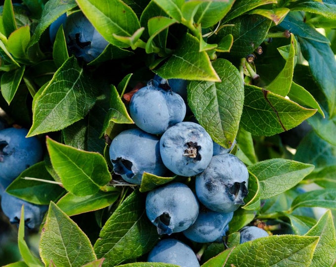 Top Hat Blueberry Bush 810 Dwarf Compact Variety. Best Etsy