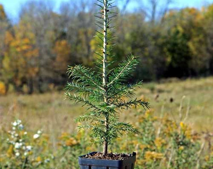 1015 Canaan Fir, Beautiful Ornamental, Very Popular Christmas Tree