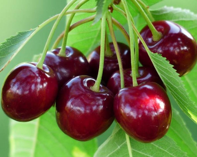 4 FT. Montmorency Grafted Cherry Tree, Semi Dwarf Size, Tart Cherry Etsy