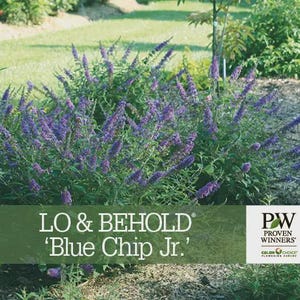 May include: A purple flowering bush with the text "LO & BEHOLD® 'Blue Chip Jr.'" and a logo for Proven Winners® ColorChoice® Flowering Shrubs.
