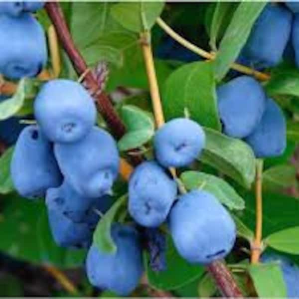 Set of 2 Honeyberries Quart size, 3 year old plants,  Berry Blue, & Tundra  8-15" size,  Pollenating Set