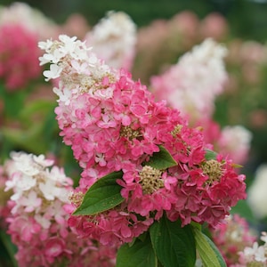 May include: A panicle hydrangea flower cluster featuring a dense, conical shape with small four-petaled blossoms that transition in color from white at the top to deep pink and magenta at the base, accented by dark green, serrated oval leaves.