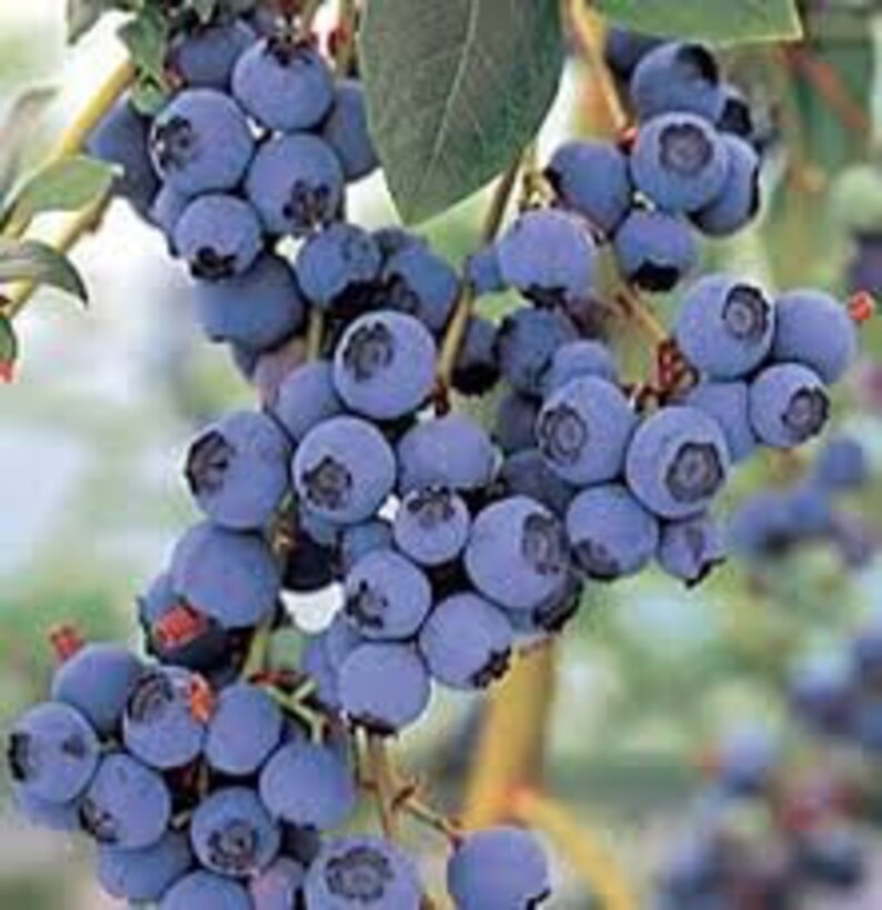 BLUEJAY Blueberry Bush 1218 Large Size Shipping to Etsy
