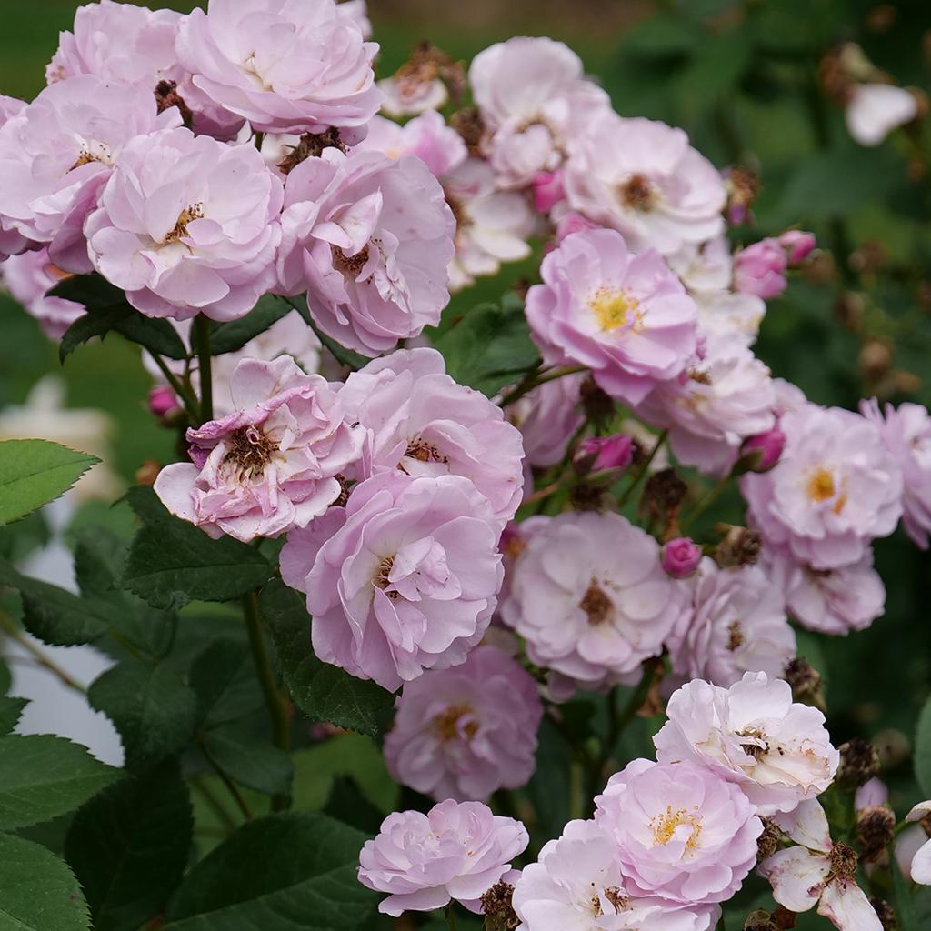 Rose 'Rise Up Lilac Days' Climibing Rose, 5-10" size starts, 4" pot, Very hardy