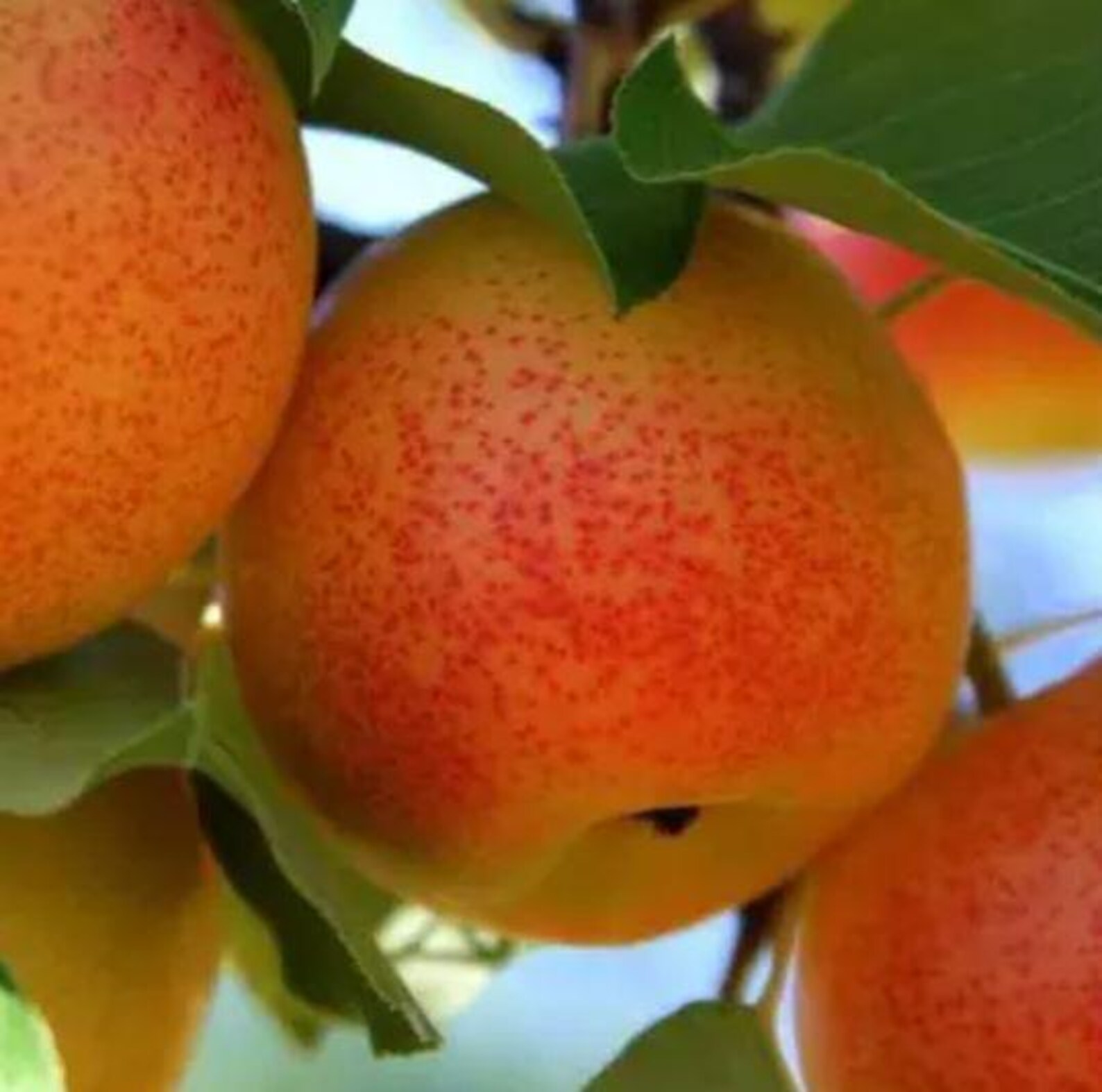 Set of (2) 3-4 Ft Shinseiki and Reddy Robin Asain Pear Tree Pollenating ...