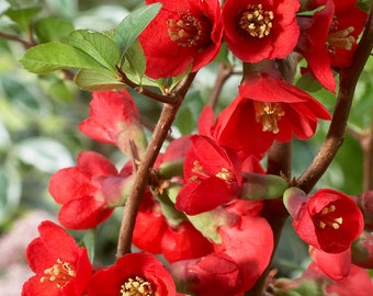 Texas Scarlet Quince, 6-10" bare root starts,  Highly ornamental and beautiful spring bloomer.