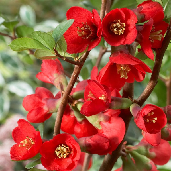 Texas Scarlet, Red  Flowering Quince, 4" quart sized starts,  Highly ornamental and beautiful spring bloomer.