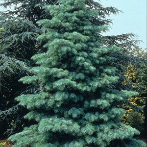 5-8" Concolor Fir, Beautiful Ornamental With Steel Blue Green Color, Fast Growing Evergreen