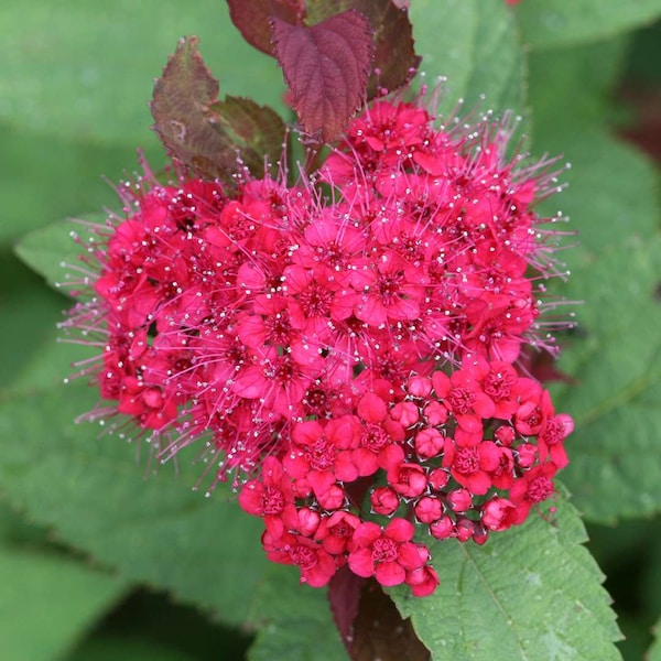 4" pot Double Play Doozie Spirea, Beautiful compact spirea that blooms non stop. Nice size.