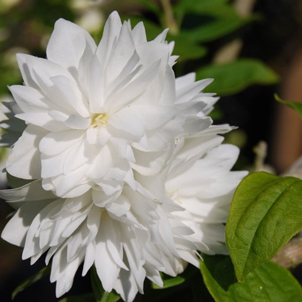 Set of 3,  Minnesota Snowflake  Mockorange (Philadelphus x virginalis) Sweet Fragrant Flowering Shrub,  18-24"  Nice Size Starts Bareroot.